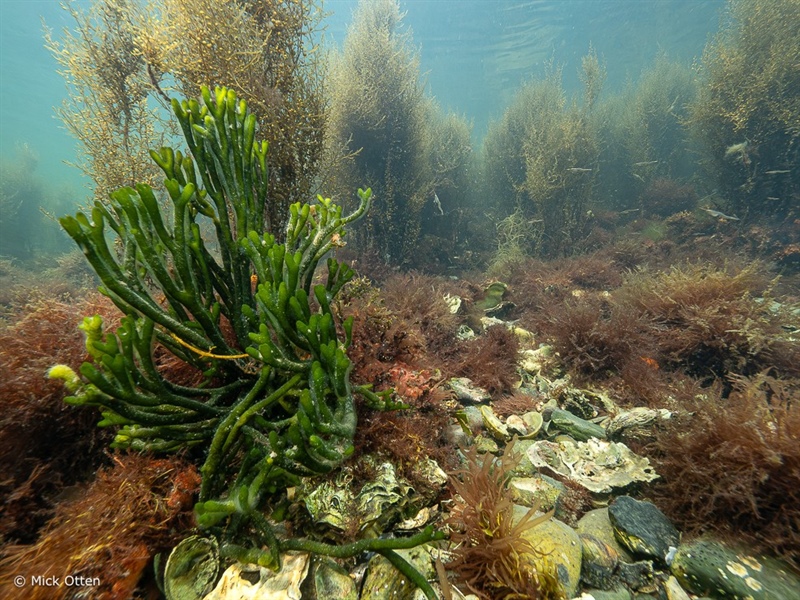 Strandwerkgroep Waterweg-Noord: Zeedieren en wieren, Snorkerlexcursie Den Osse - Nieuwe Kerkweg