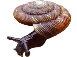 Atlasproject Nederlandse Mollusken (ANM)