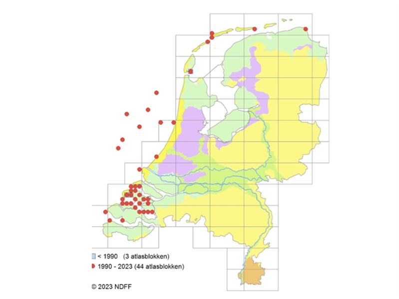 Atlasproject Nederlandse Zee-Organismen (ANZO)